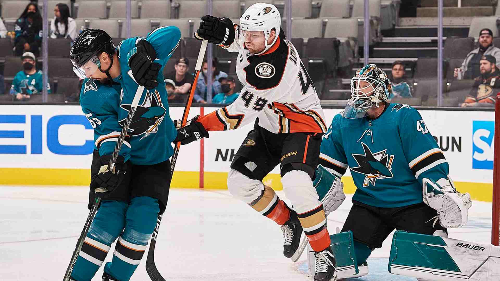 sharks ducks