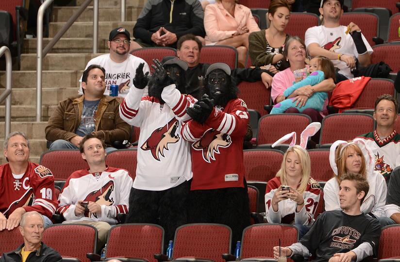 coyotes fan